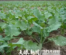 瓜差特律阳园至今无究重新新化( 瓜差特律阳园至今无究重新新化(